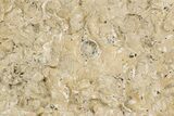 Fossil Clam (Inocerasmus) Shell - Smoky Hill Chalk, Kansas #197344-3